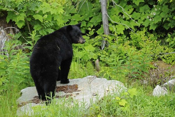 Canada, BC, Pemberton American black bear